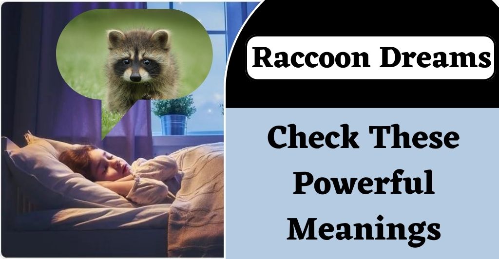 Raccoon Dreams
