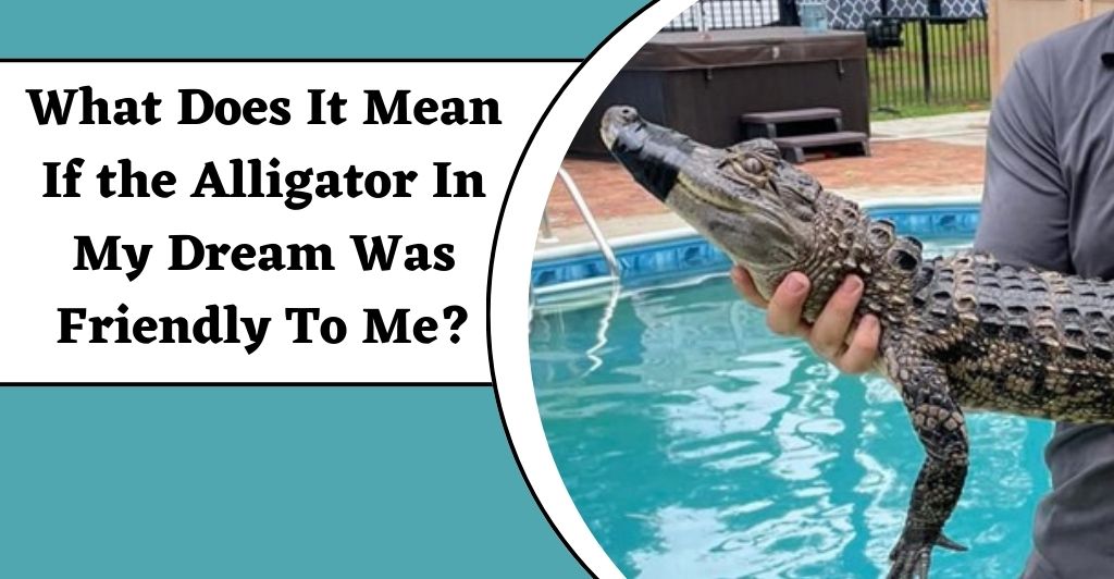 Dreams About Alligators